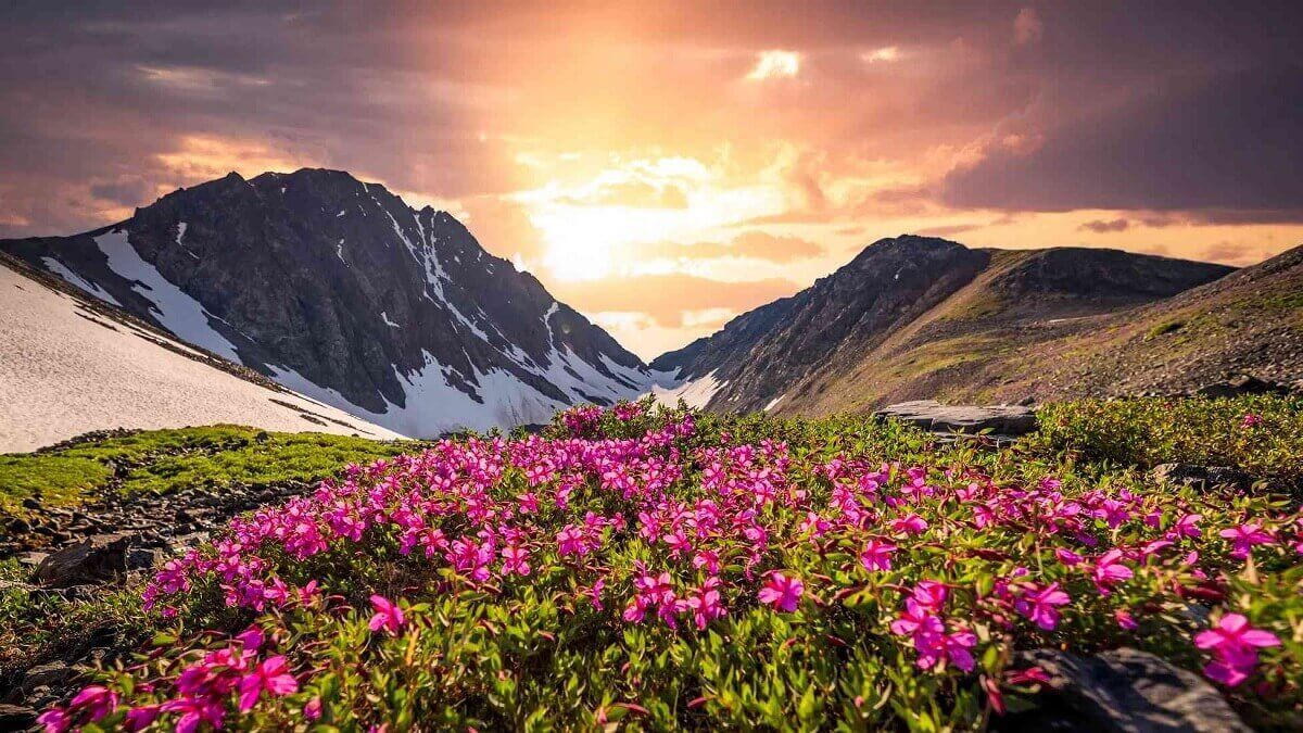 How to Plan a Badrinath and Valley of Flowers Tour Package in 2025